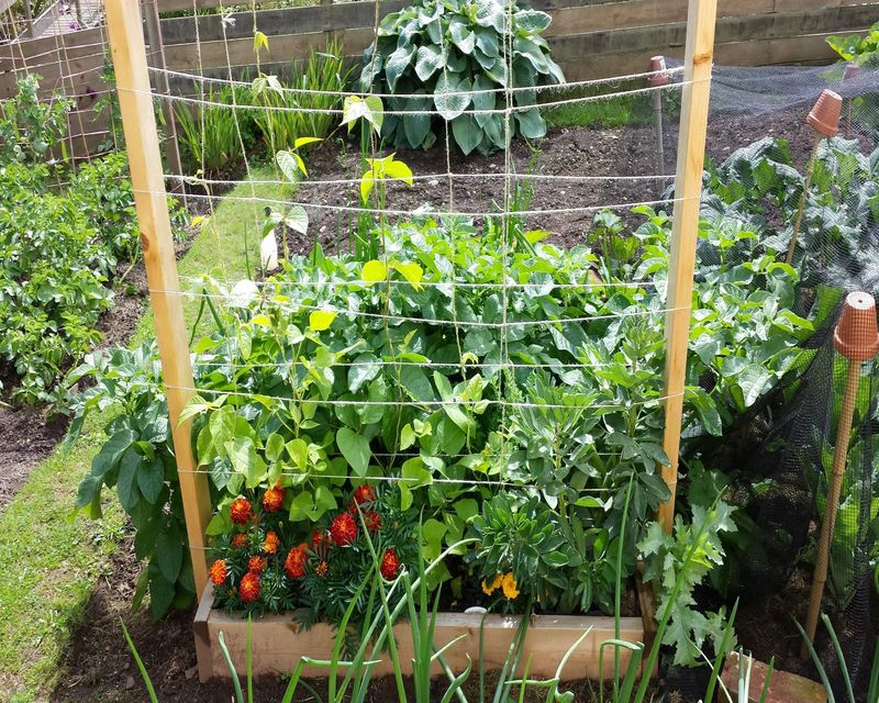 Rotate Crops To Preserve Soil Health