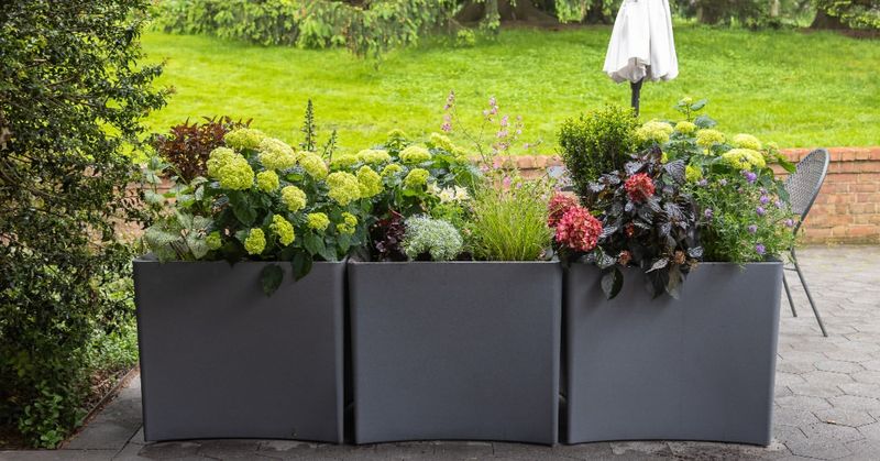 Position Containers Where They Get Enough Morning Sun