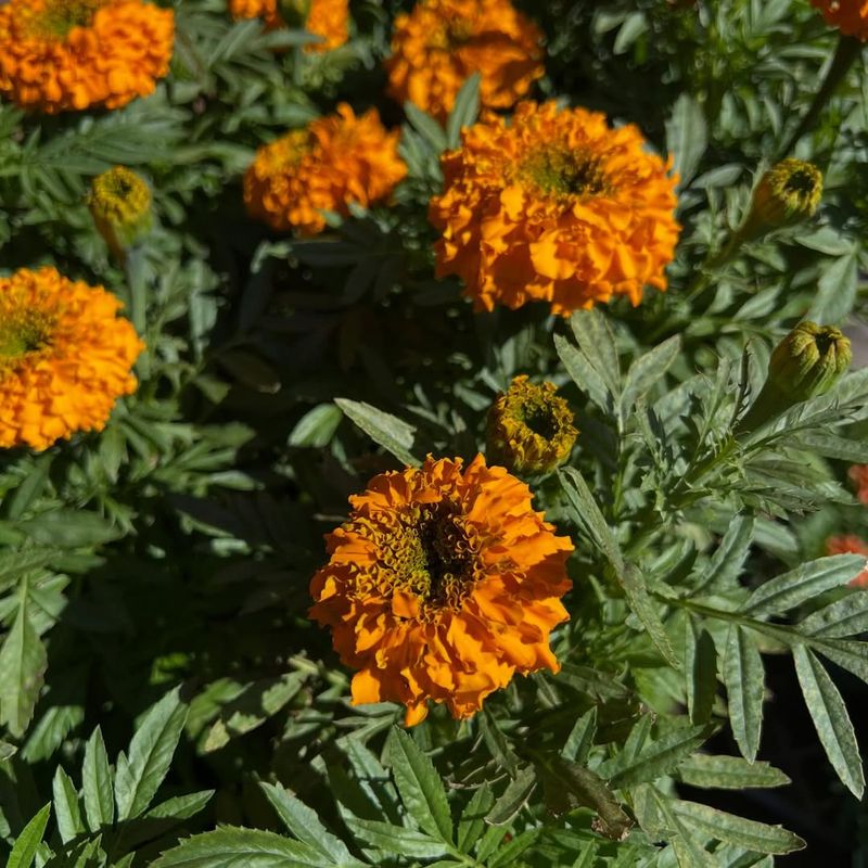 Plant Natural Pest Repellents