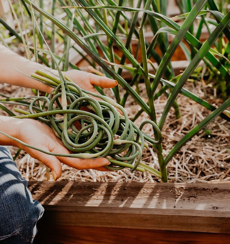 Plant Garlic Cloves In October For Best Results