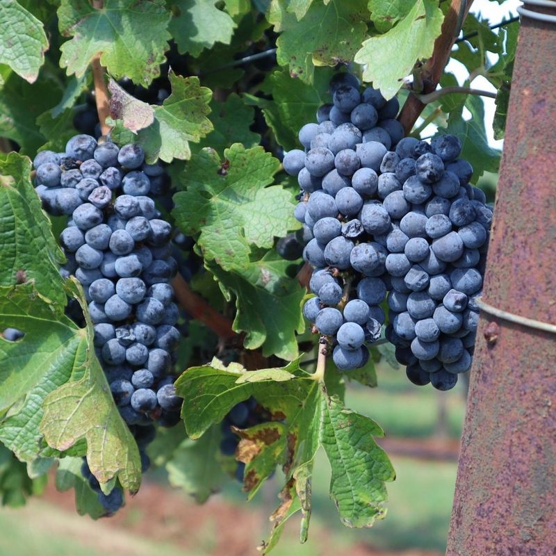 Plant In Well-Draining Soil To Avoid Root Issues