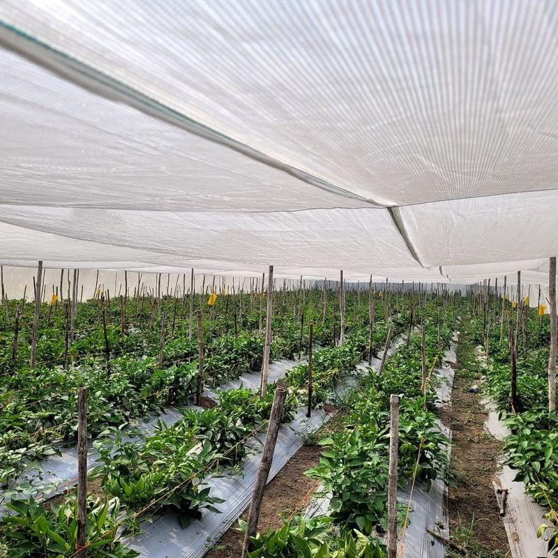 Provide Light Shade For Young Plants During Hot Afternoons