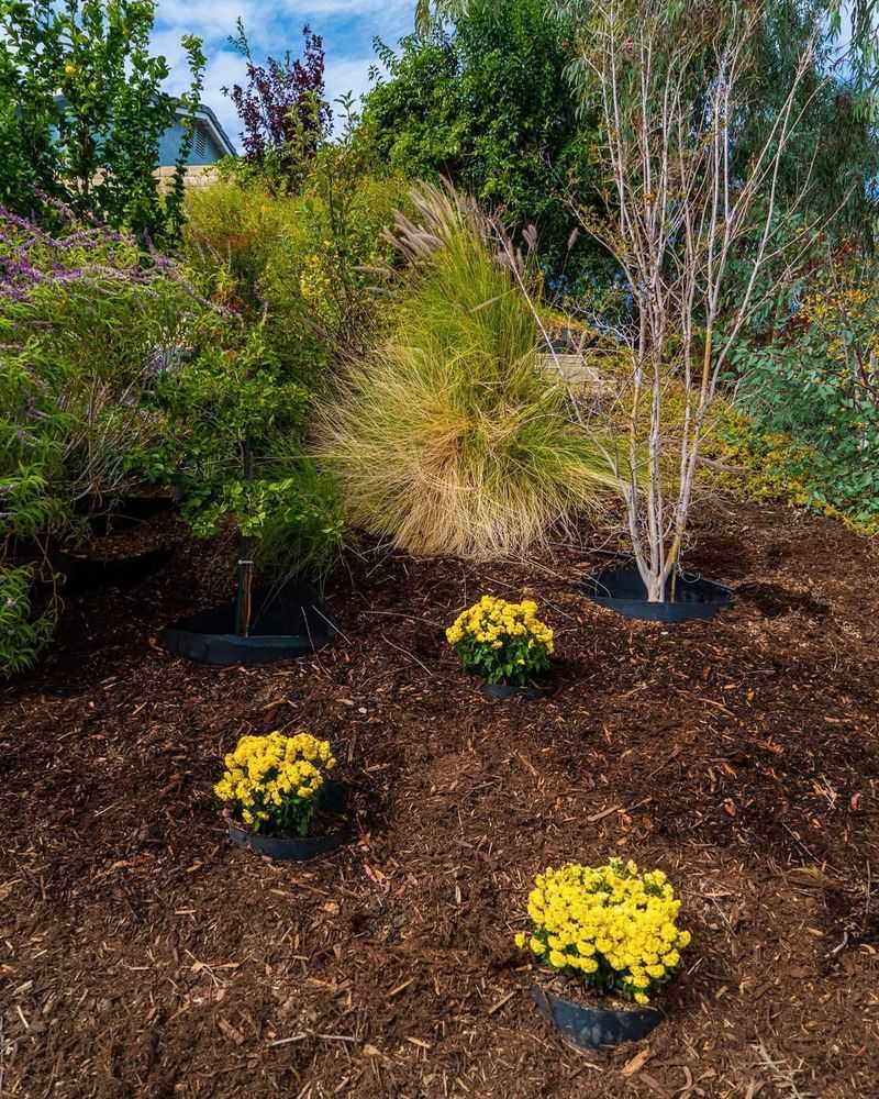 Extend Mulch Around Shrubs To Protect Shallow Roots