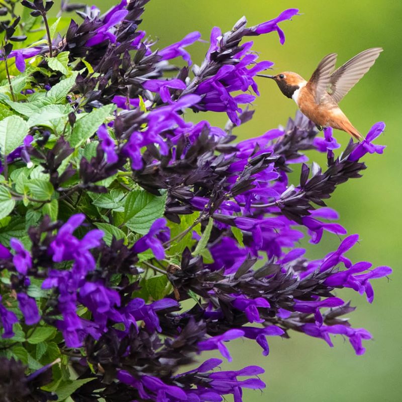 Plant Salvia For Long Lasting Blooms