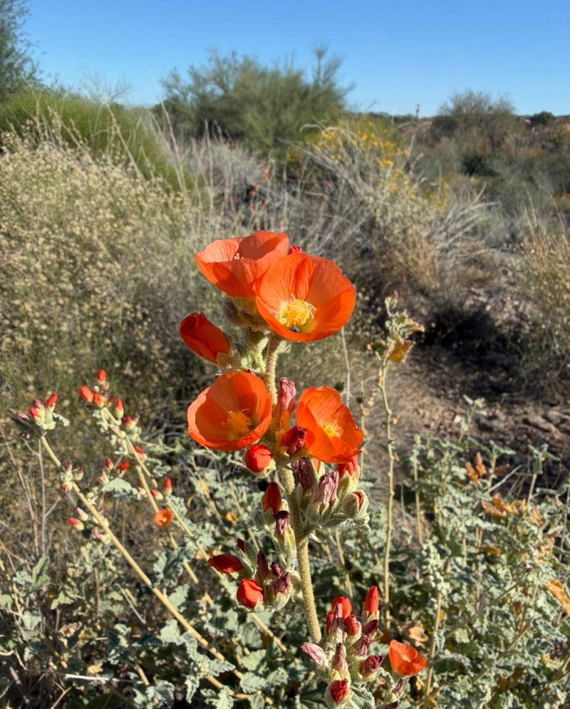 Look For Varieties That Tolerate Dry Conditions Early On