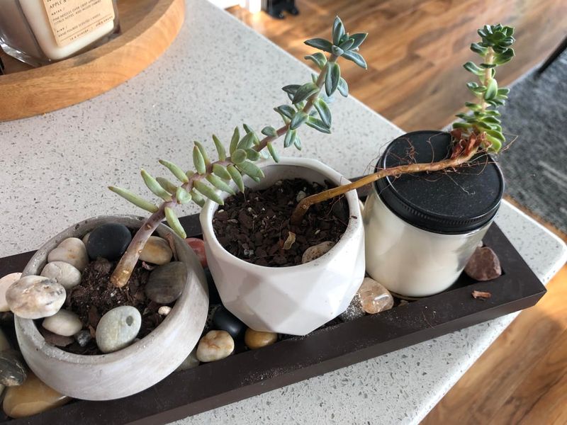 Rotate Pots So Growth Stays Even