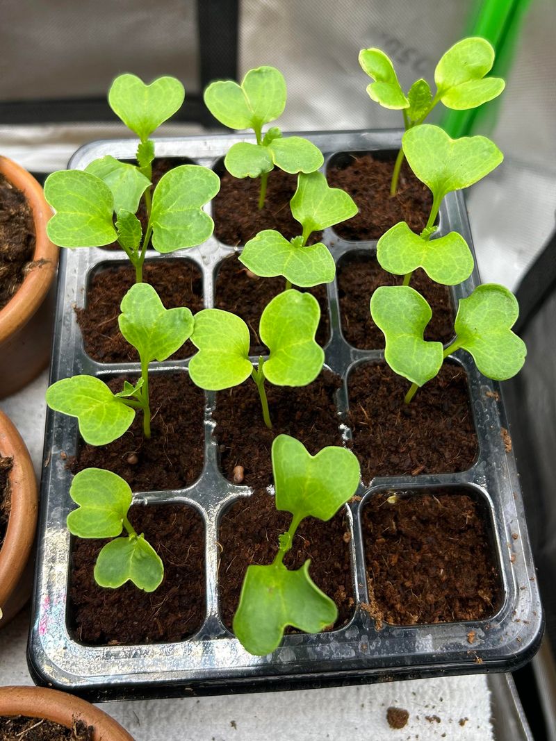 Select Fast-Growing Radish Varieties