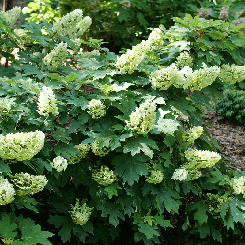 Add Oakleaf Hydrangea For Shade Loving Structure