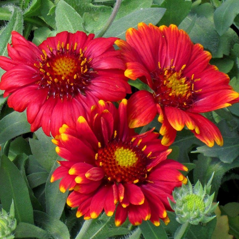 Let Blanket Flower Light Up Sunny Florida Beds
