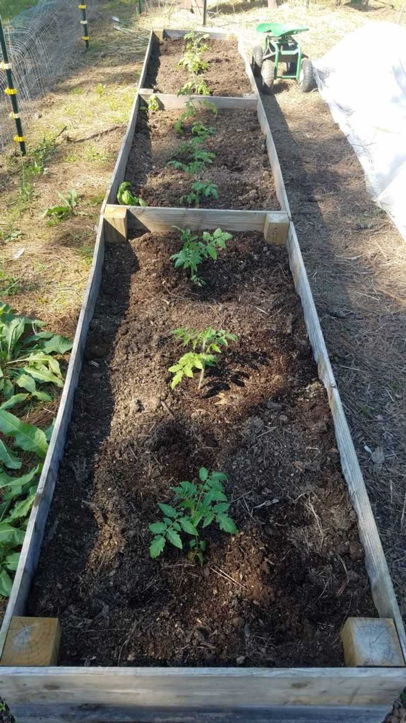 Use Raised Beds Or Amended Soil For Better Drainage