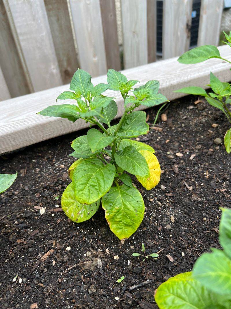 Watch For Signs Of Overfeeding