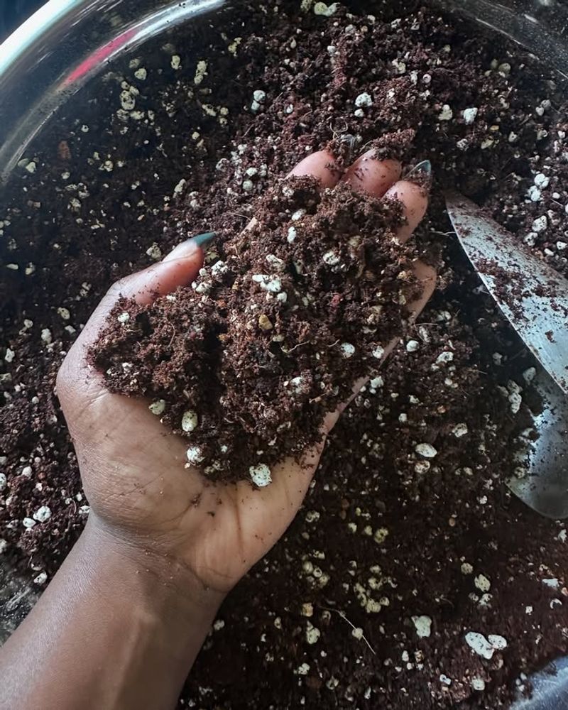 Use A Well-Draining Seed-Starting Mix For Best Results