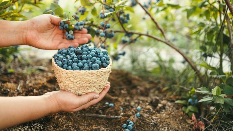 Soil Prep That Makes Your Blueberries Go Crazy