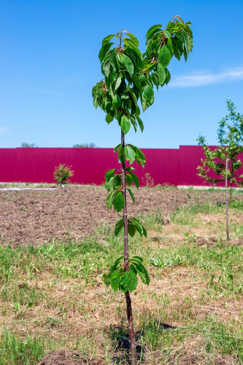 Planting Your Cherry Tree In The Right Location