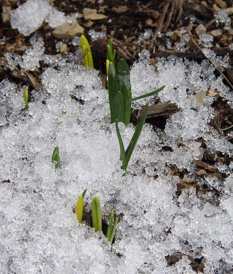 Avoid Fertilizer Too Soon After Snow Melt