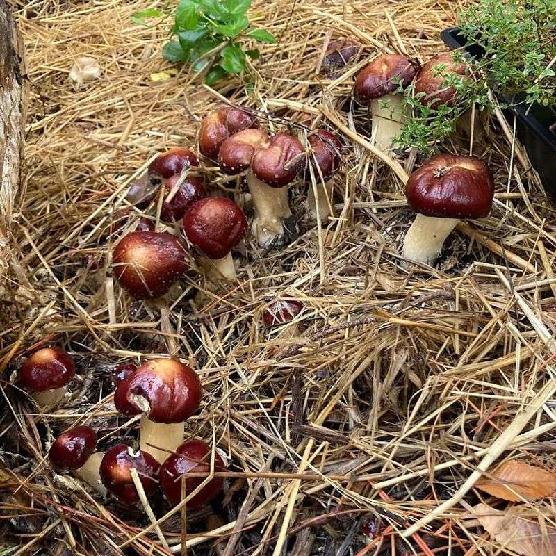 Find The Perfect Shady Spot