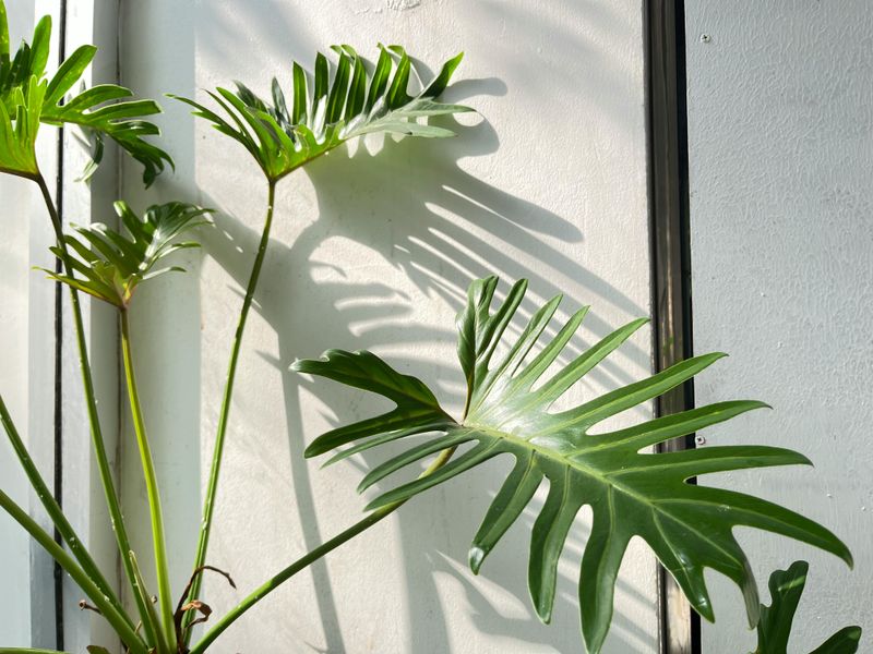 Bring Plants Back In Quickly If Cold Snaps Hit