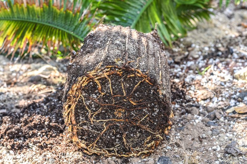 Ensure Proper Drainage Around Palm Roots