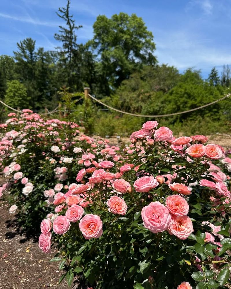 Plant Roses In Full Sun For Maximum Blooms