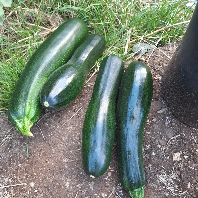 Choose the Right Varieties