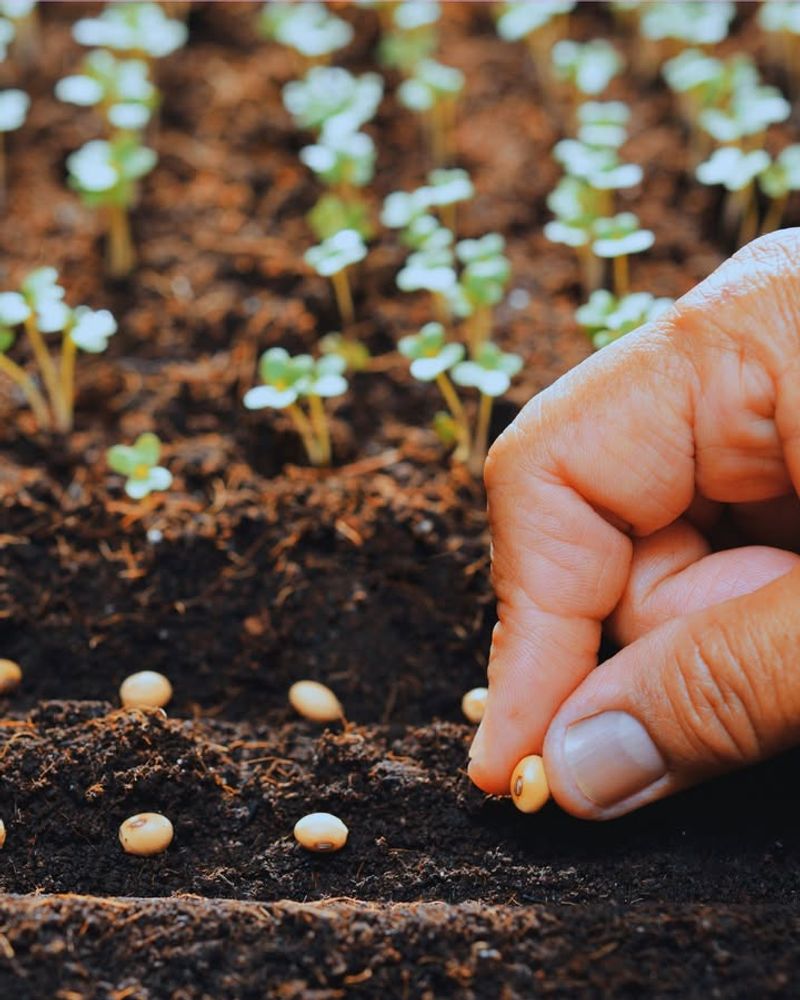 Failing To Allow Soil To Warm Enough Before Sowing
