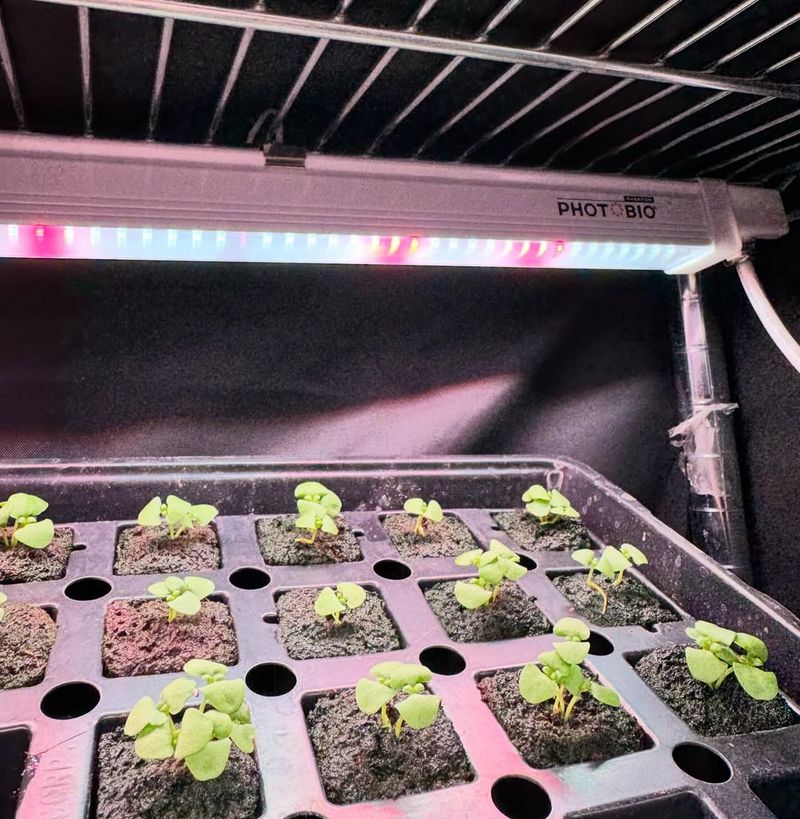 Creating The Right Light Conditions For Healthy Seedlings