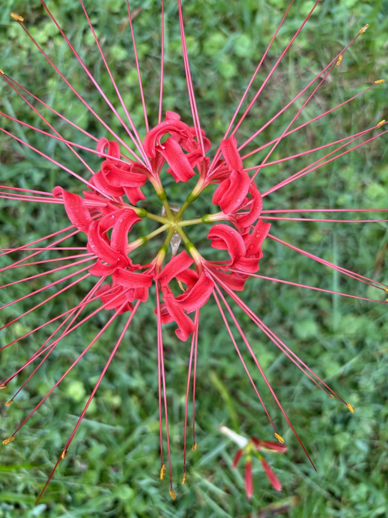 Proper Planting Timing Sets The Stage For Strong Growth