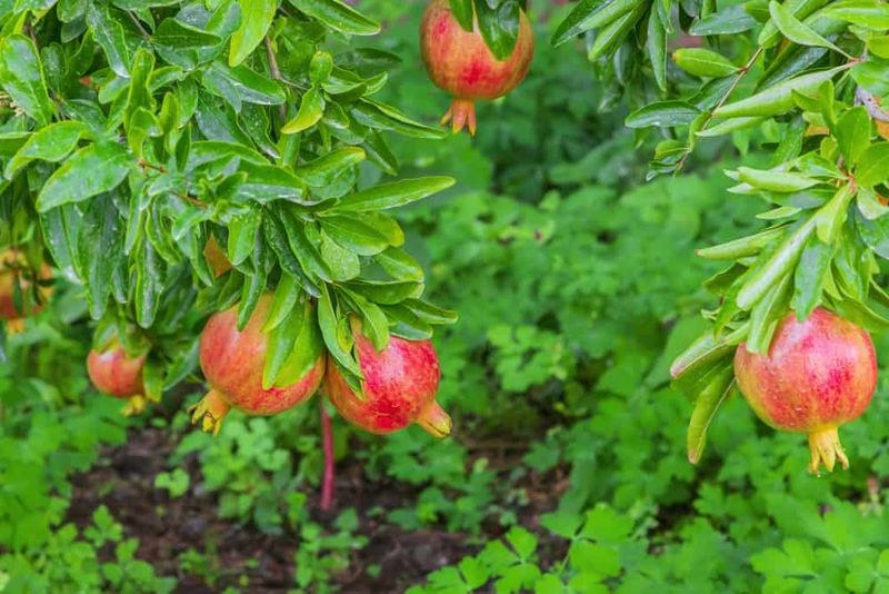 Planning Hedge Spacing For Healthy Growth And Harvests