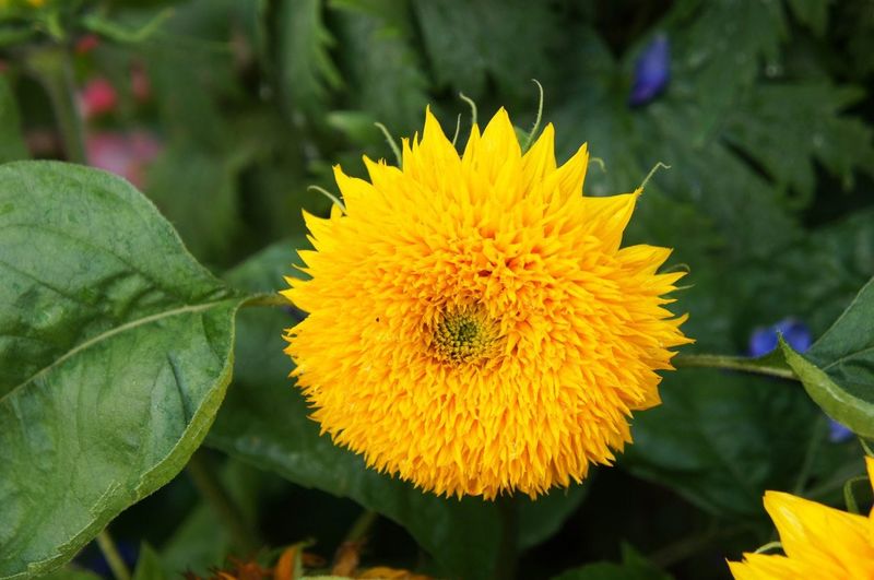 Planting Teddy Bear Sunflowers: Step-By-Step Guide