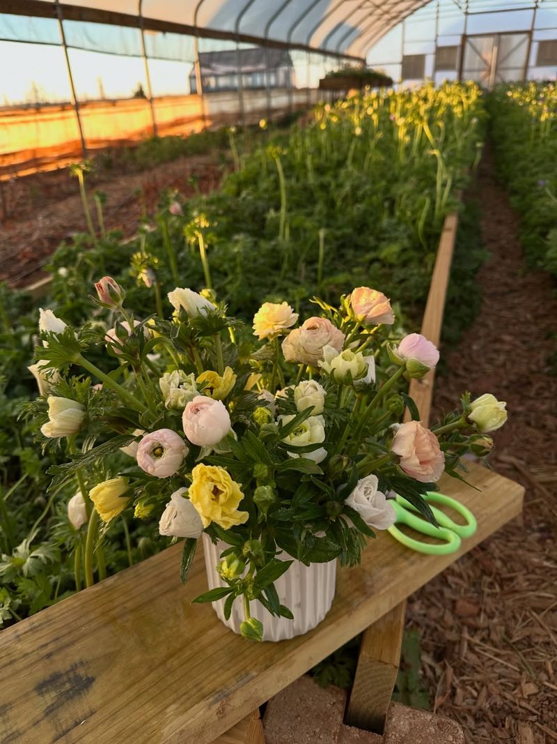 Best Time To Plant Ranunculus In Texas