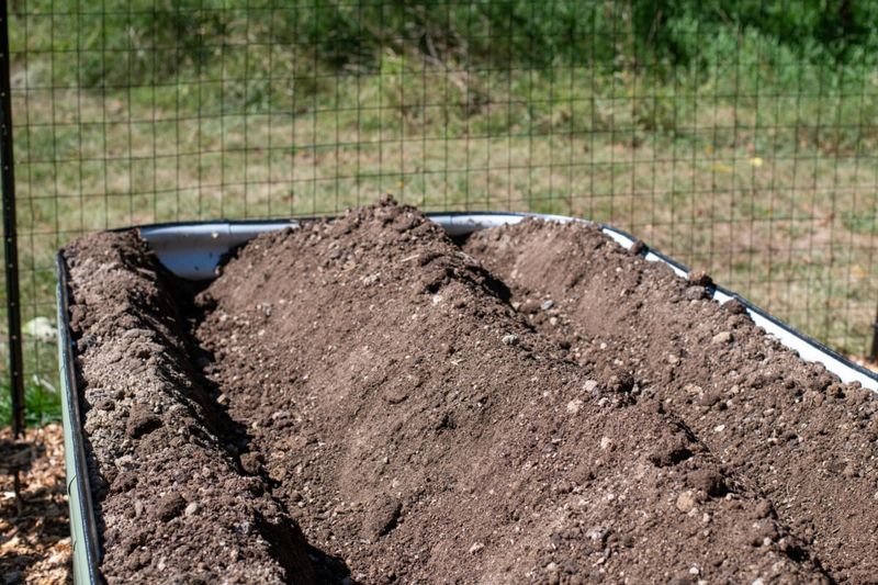 Preparing The Soil: The Key To A Successful Asparagus Bed