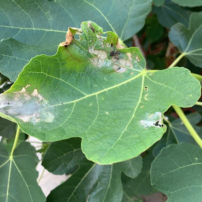 Pest And Disease Pressure