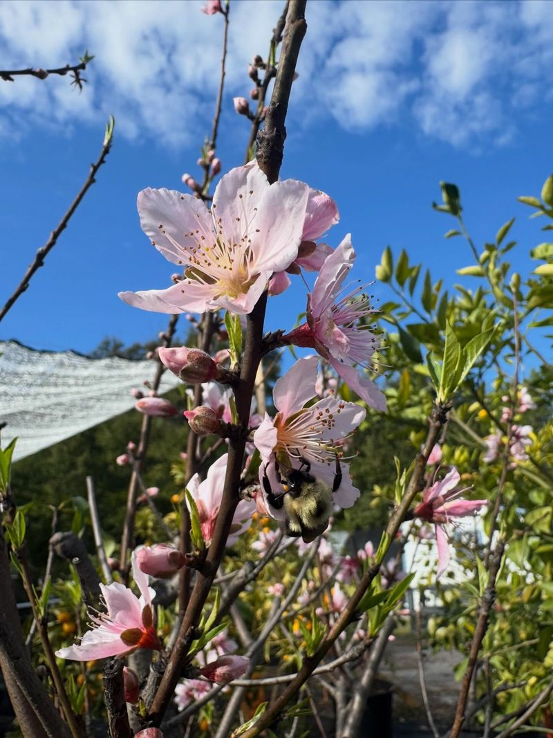 Planting Peach Trees In Too Much Shade