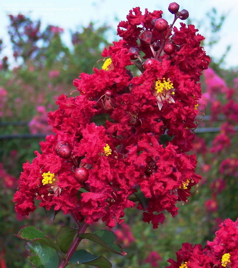 Siren Red Adds Rich Color On A Compact, Manageable Plant