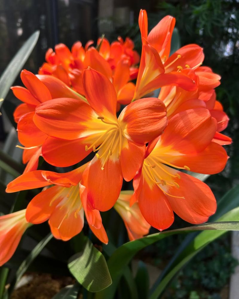 Clivia Produces Bold Flowers That Last Longer Than Most Indoor Plants