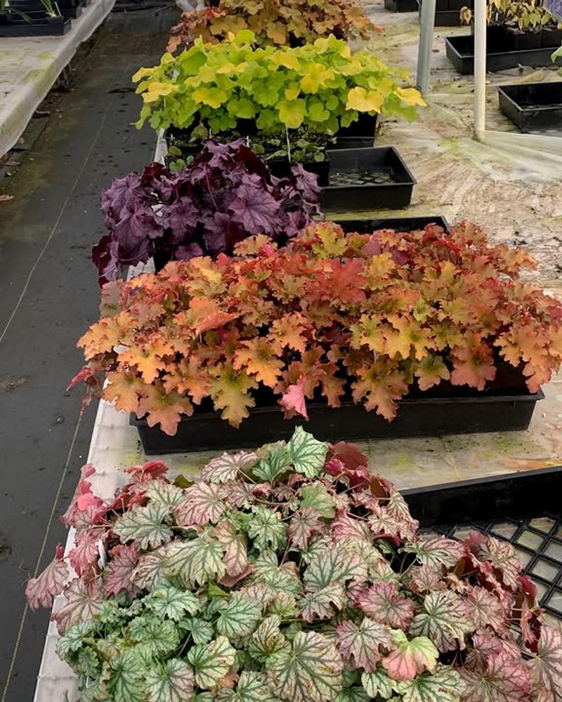 Heuchera Adds Colorful Leaves To Woodland Gardens