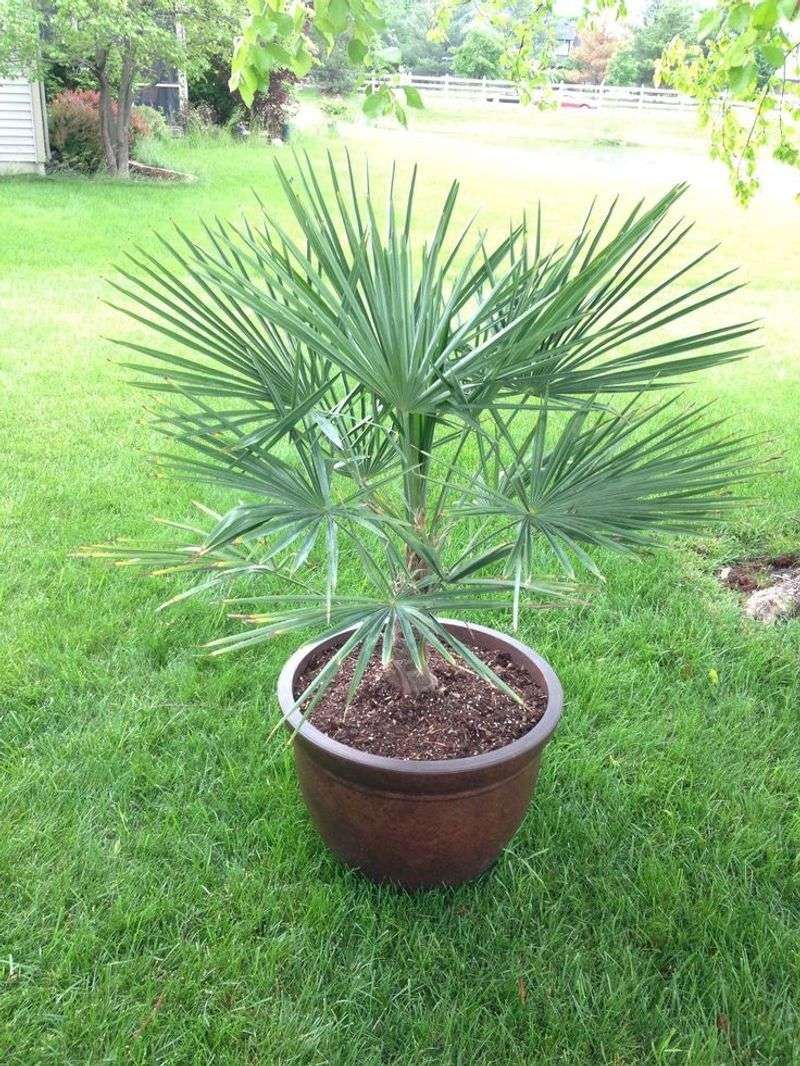 Dwarf Palmetto Handles Florida Conditions With Ease