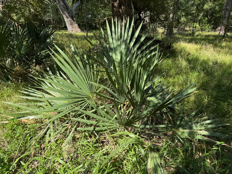 Dwarf Palmetto That Handles Florida Weather Like A Pro