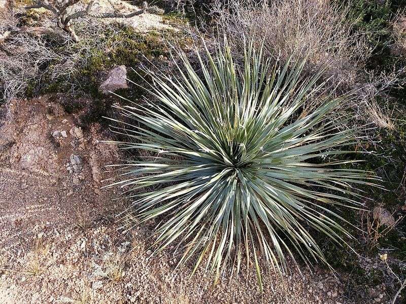 Desert Spoon Adds Bold Shape With Minimal Care