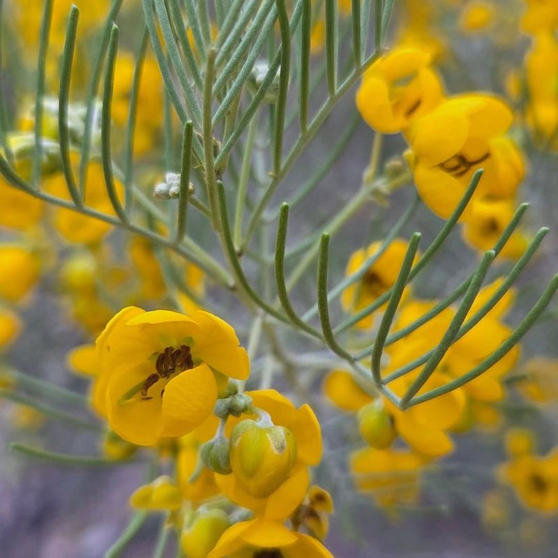 Desert Senna Adds Bright Yellow Flowers With Little Effort