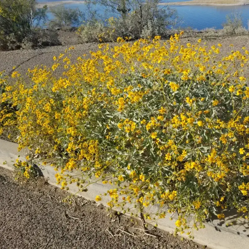 Brittlebush Thriving Against The Odds