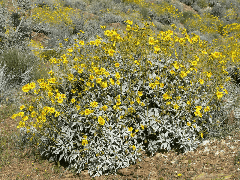 Brittlebush Looks Neater And Stronger After A Late Winter Cutback