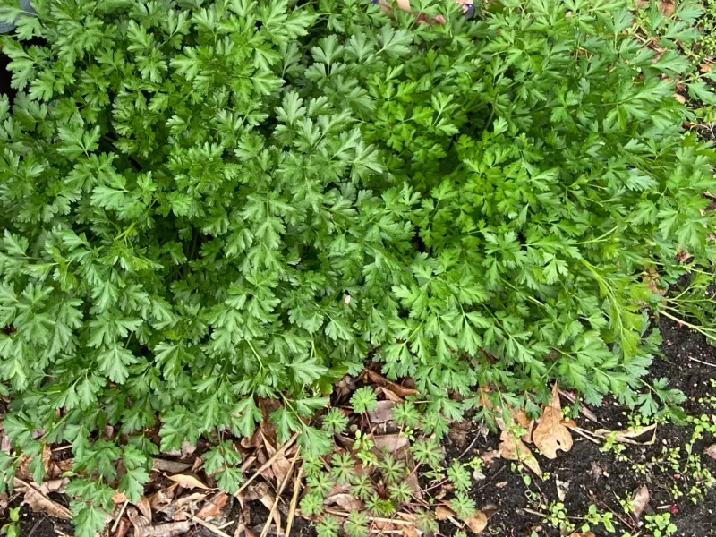 Parsley More Than A Garnish With Steady Growth