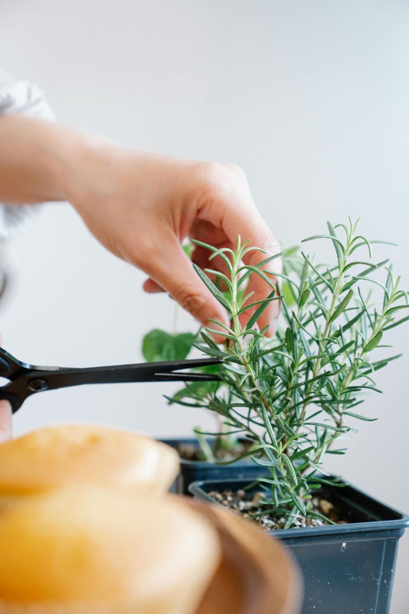 Rosemary Adds Evergreen Shape And Fragrance In Sunny Pots