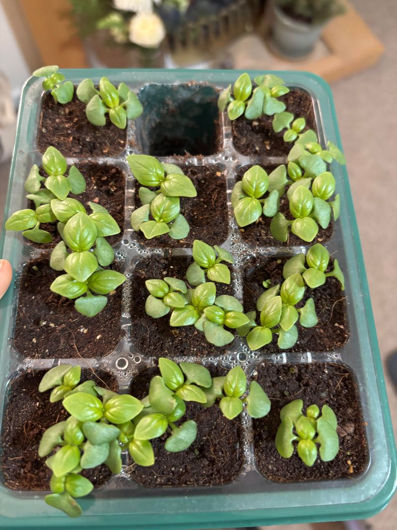 Basil, However, Wants Warm Nights Before It Takes Off