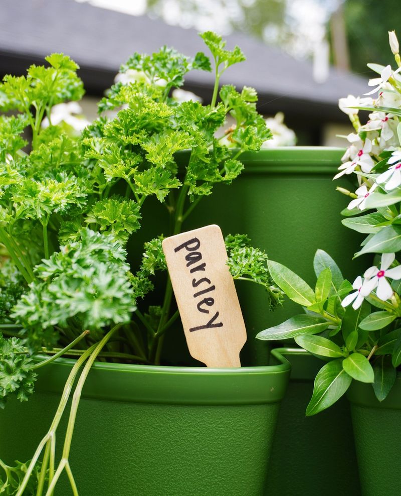 Parsley Handles Cool Soil And Early Planting