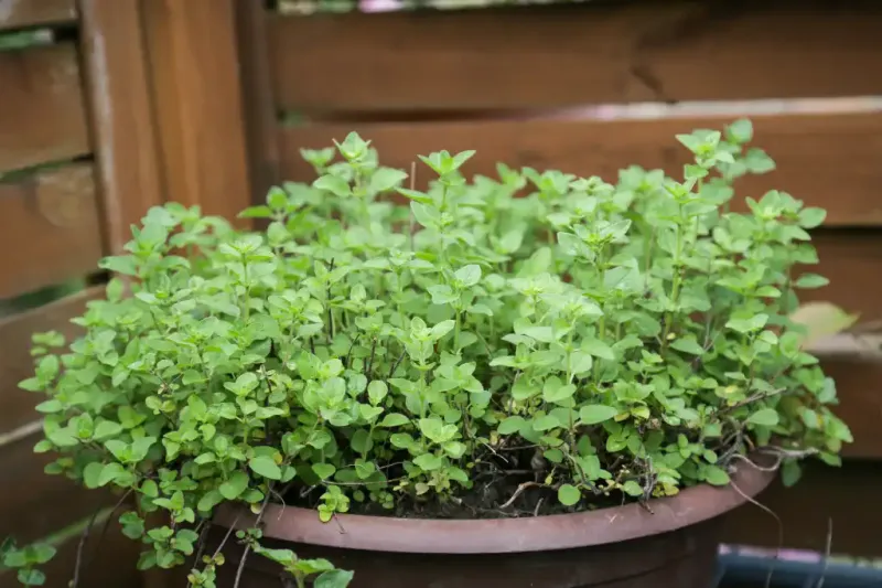 Oregano: Wide And Well-Drained