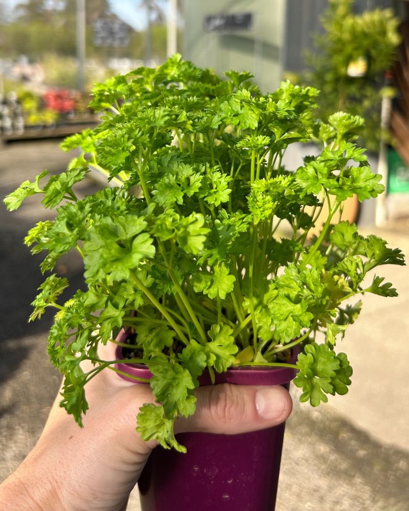Chervil With Delicate, Parsley-Like Charm