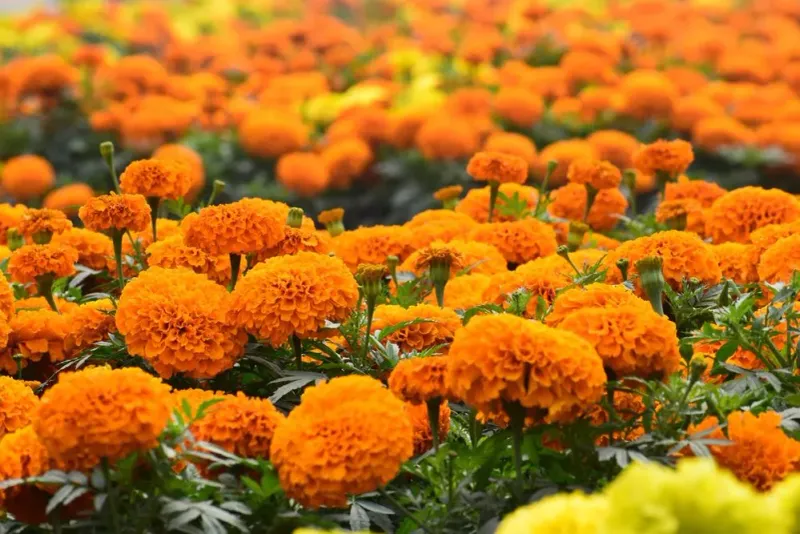 Marigolds (Tagetes Spp.)