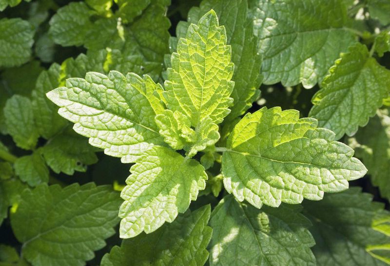 Lemon Balm 